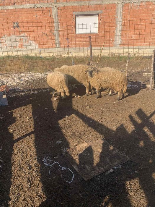 Vând berbeci tineri