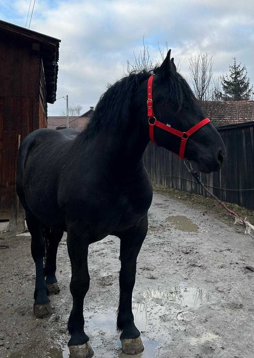 Mânz de iapa neagră