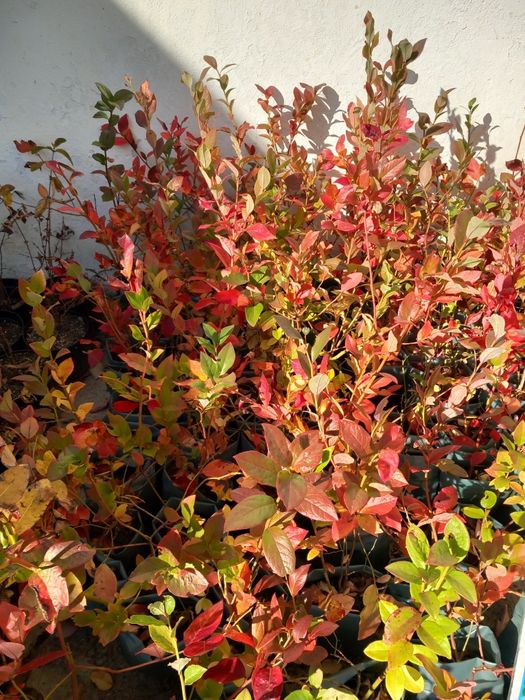 Vând afine la ghiveci  anul 3 și puieți de tei arginti originali