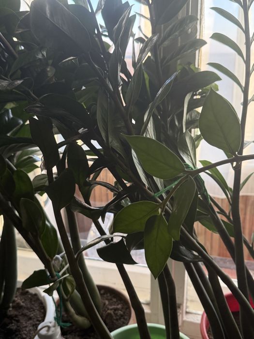 Продам долларовое дерево