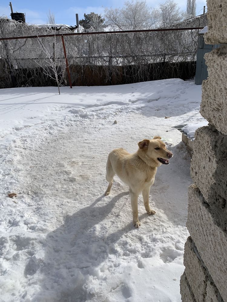 Отдам в хорошие руки собаку