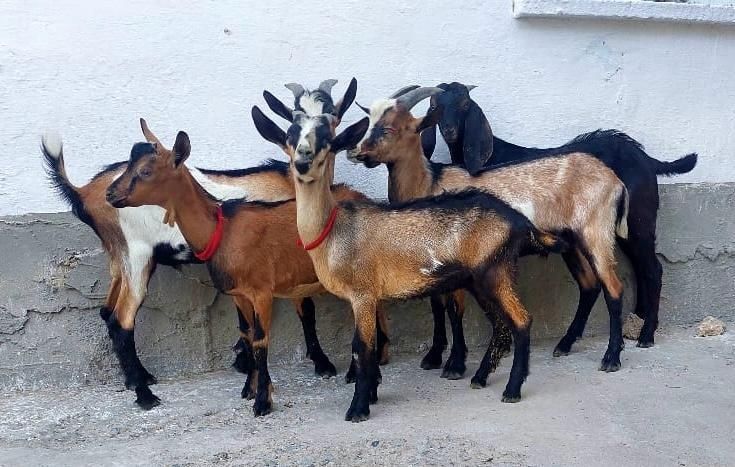 Таза альпи чех текелер Козел ешкы ешкі коза козы