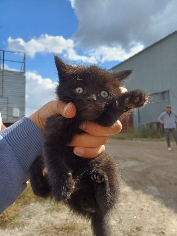 Ищем дома для котят