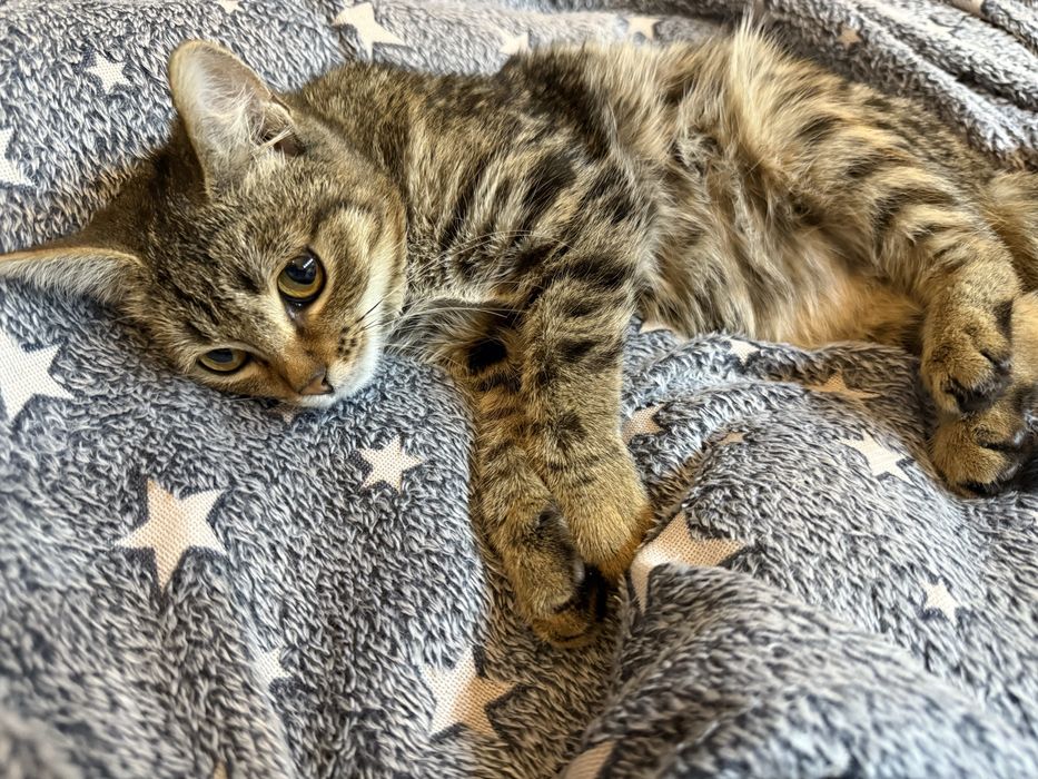 Отдам в добрые руки нежную спасённую кошечку