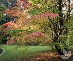 Arborele Katsura ( de zahar )
