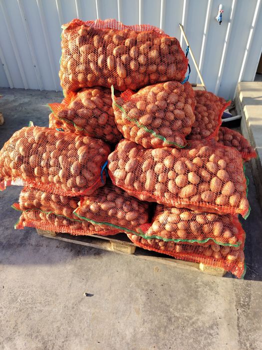 Cartofii de sămânța