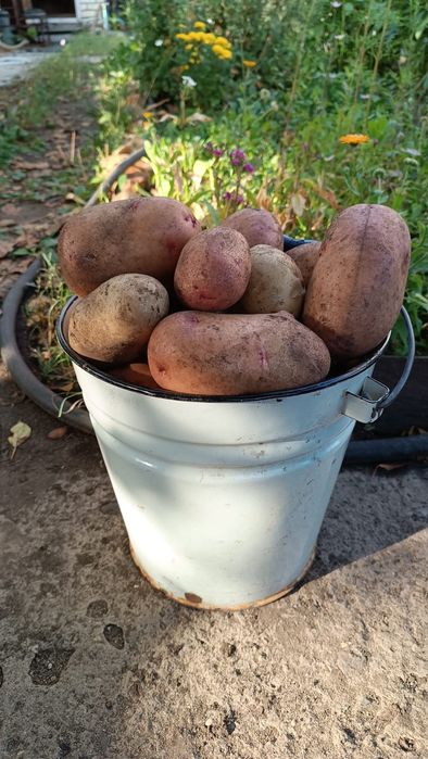 Картофель дачный, очень вкусный ,крупный.