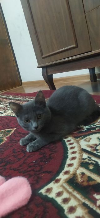 Mushuk sotiladi aqilli uy mushugi