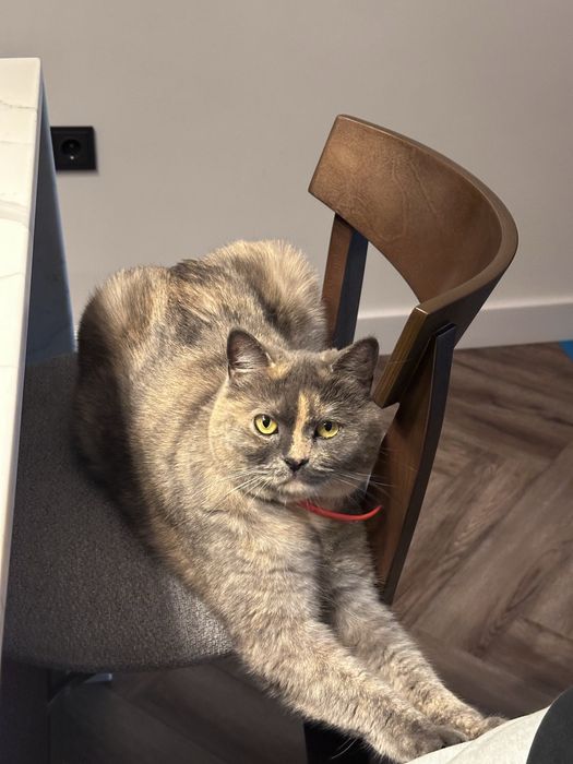 Отдам кошку породистую