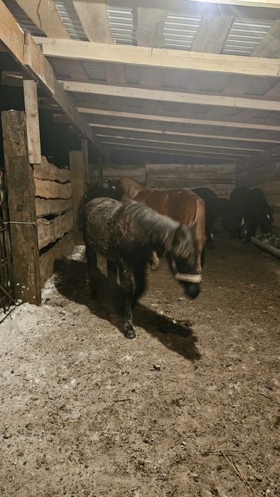 Продам жеребят на согым