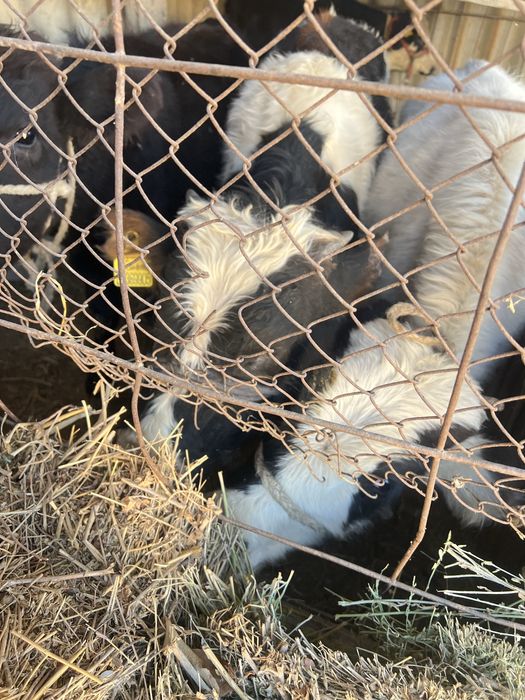 Бычок, бұқалар сатамын