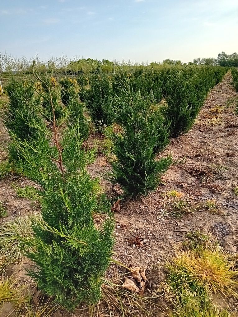 Vând chiparos leylandi plantă