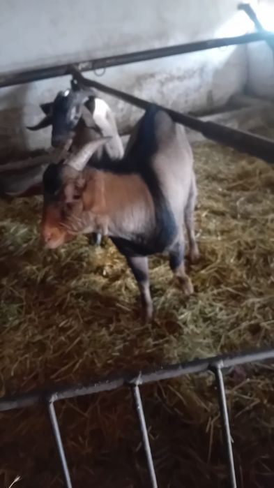 Vând țap de rasa