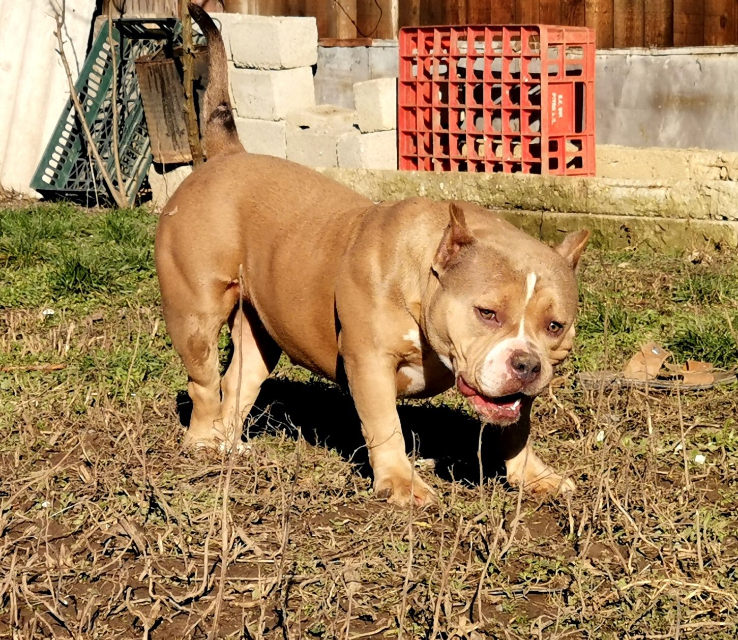 American bully femelă super ped ABKC