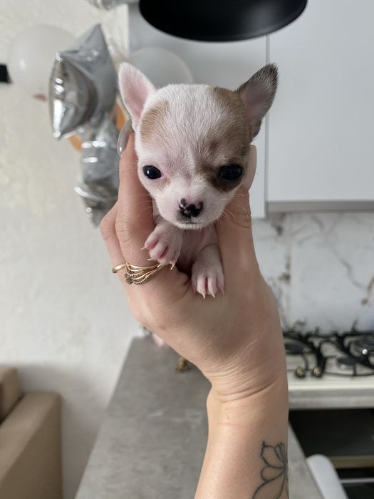 Щенки с ладошку чихуахуа