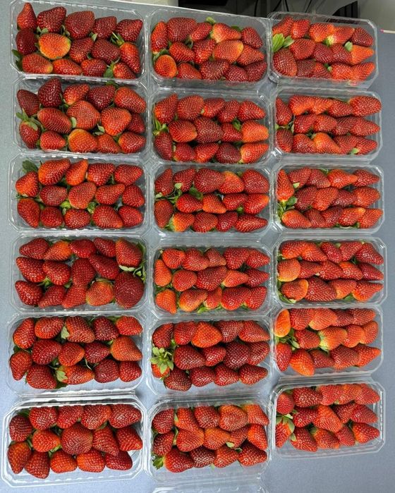 Свежая клубника из Египта