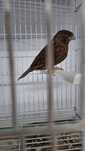 Canari, disponibili