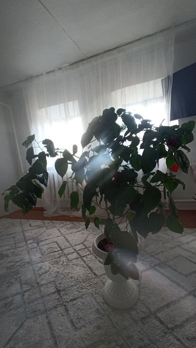 Цветы домашние растения декор гулдер Уй гулдері