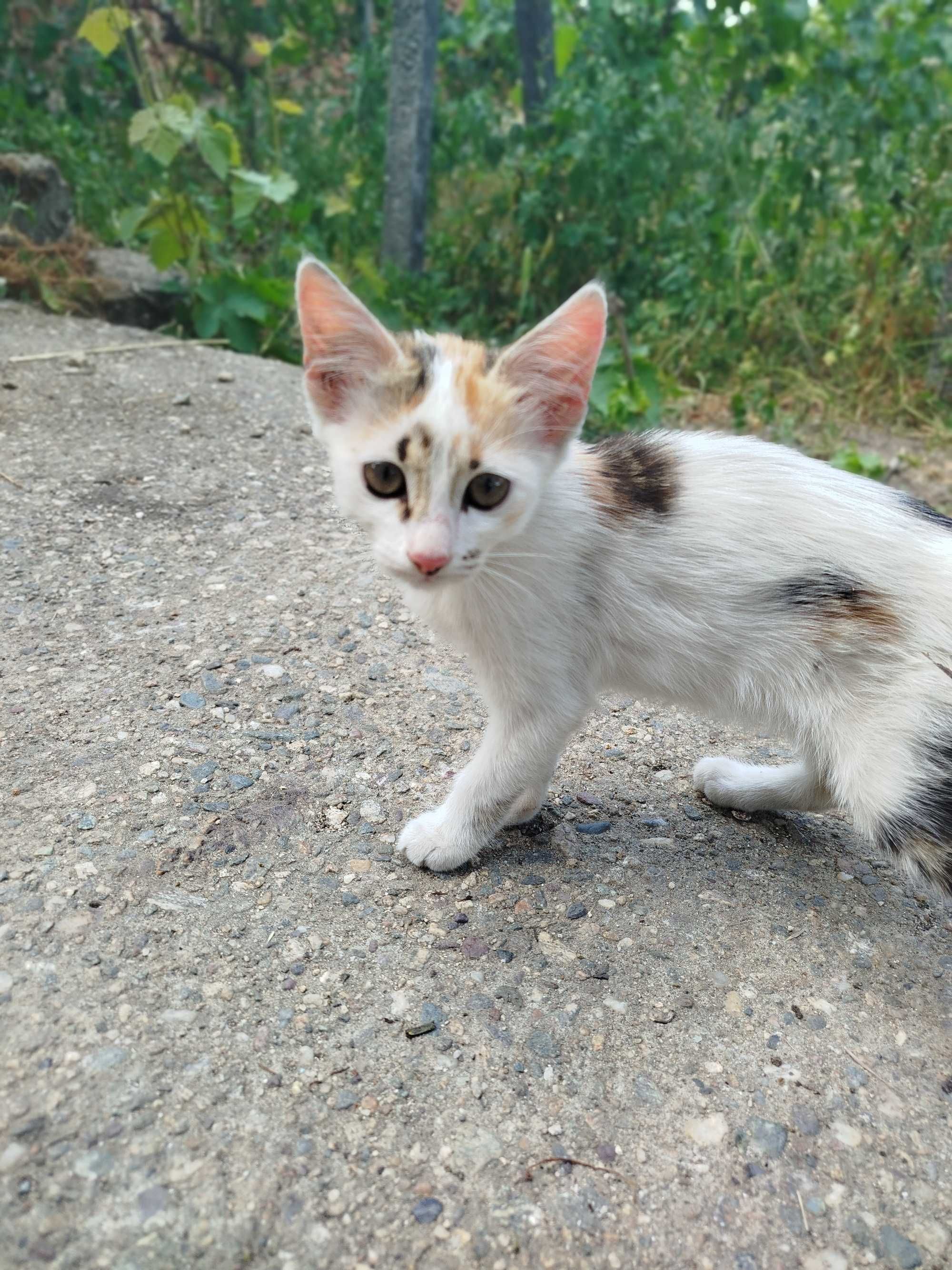 Малки котета в търсене на нов дом