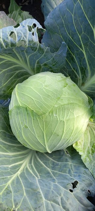 Vând varză bevery hills 1.50 lei negociabil