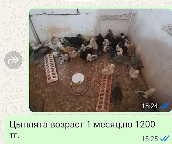 Цыплята,молодки,петухи