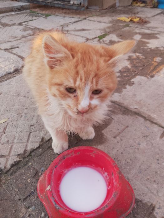 Подарявам котета