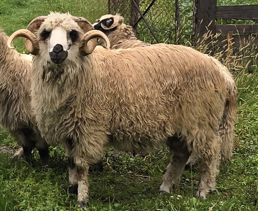 Vând Berbec                         .