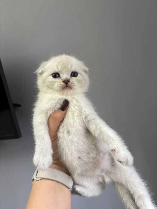 Продаются котята шиншиллы