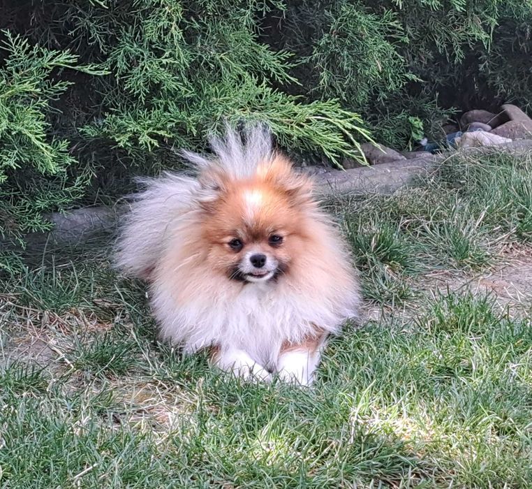 Мини померанчета - момче и момиче