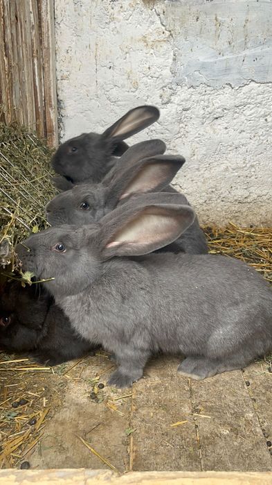 Urias german tineret