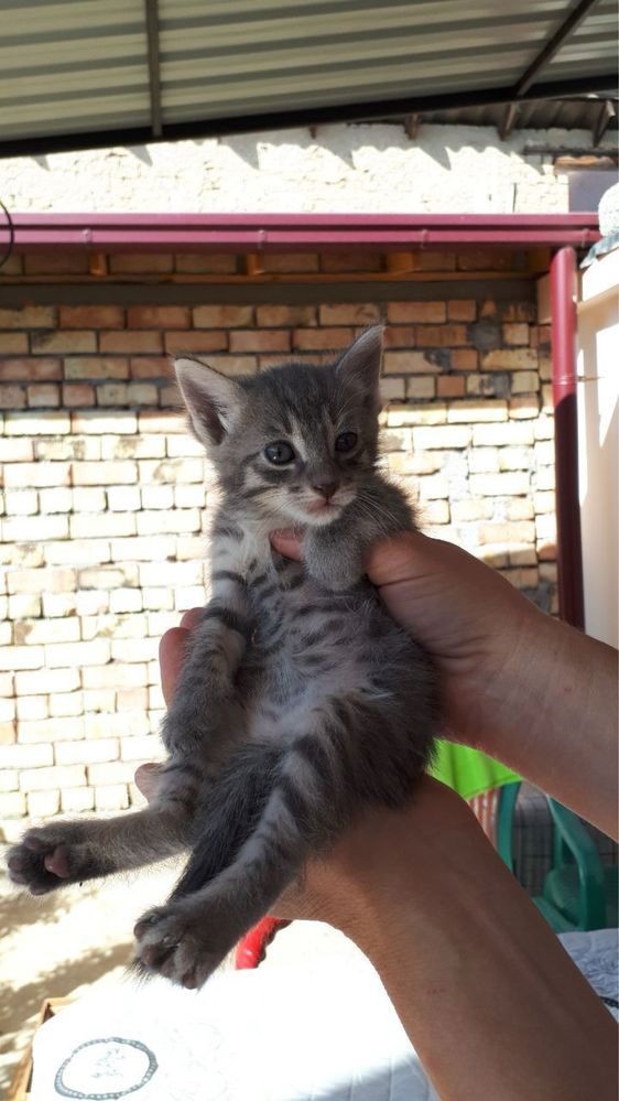 Котята в добрые руки!