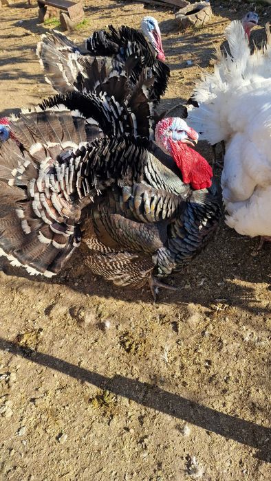 Vand curcani crescuti bio