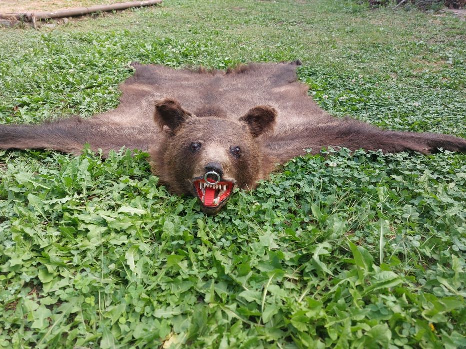 Blana de urs/piele de urs