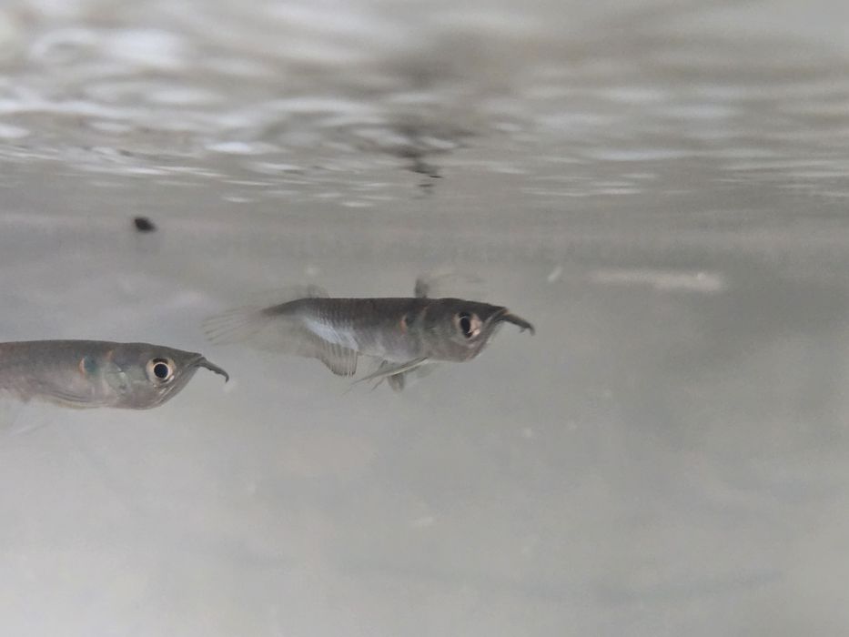 Арована серебряная