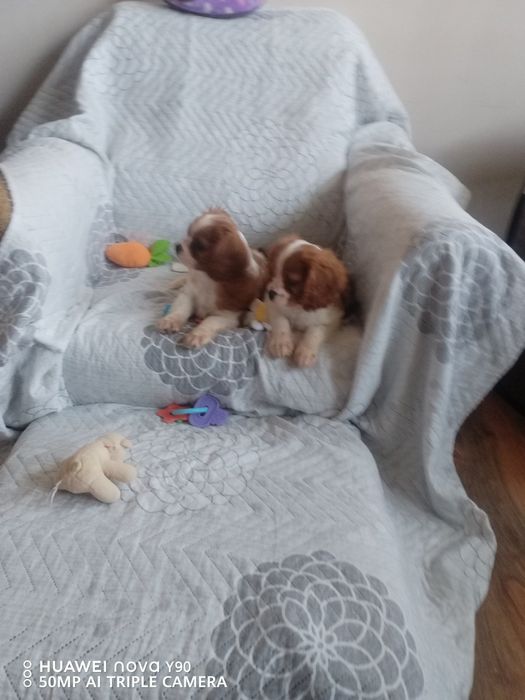 Малки сладки кавалер кинг чарлз шпаньол