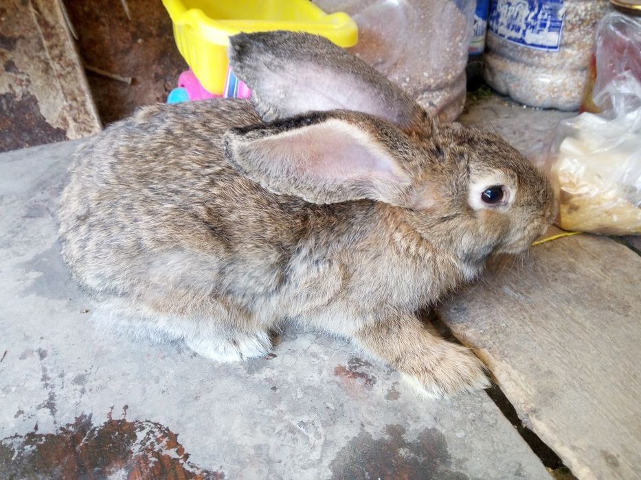 Продам молодого самца породы Фландр ему 5 месяцев все прививки зделаны