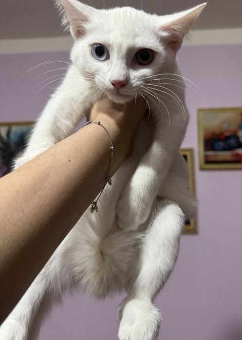 Скитиш страй необычным окрасом глаз