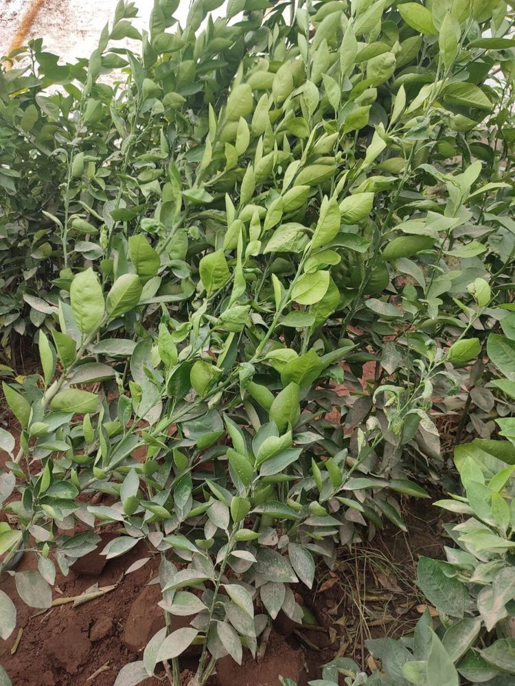 Limon koʻchatlar