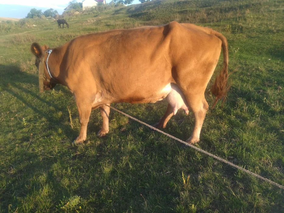 Vând vaci gestante cu o producție foarte buna de lapte și o junica