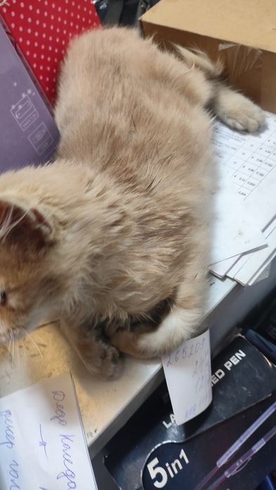 Подарявам малко коте,на около месец