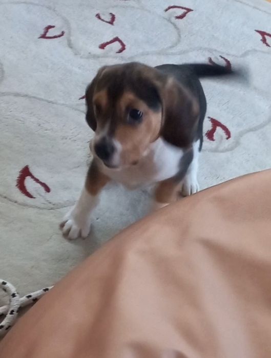 Куче порода Бигъл Чистокръвни трицветни и лимонени бигълчета