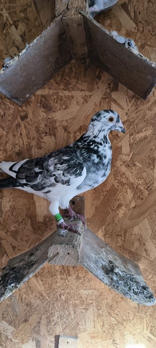 Porumbei voiajori