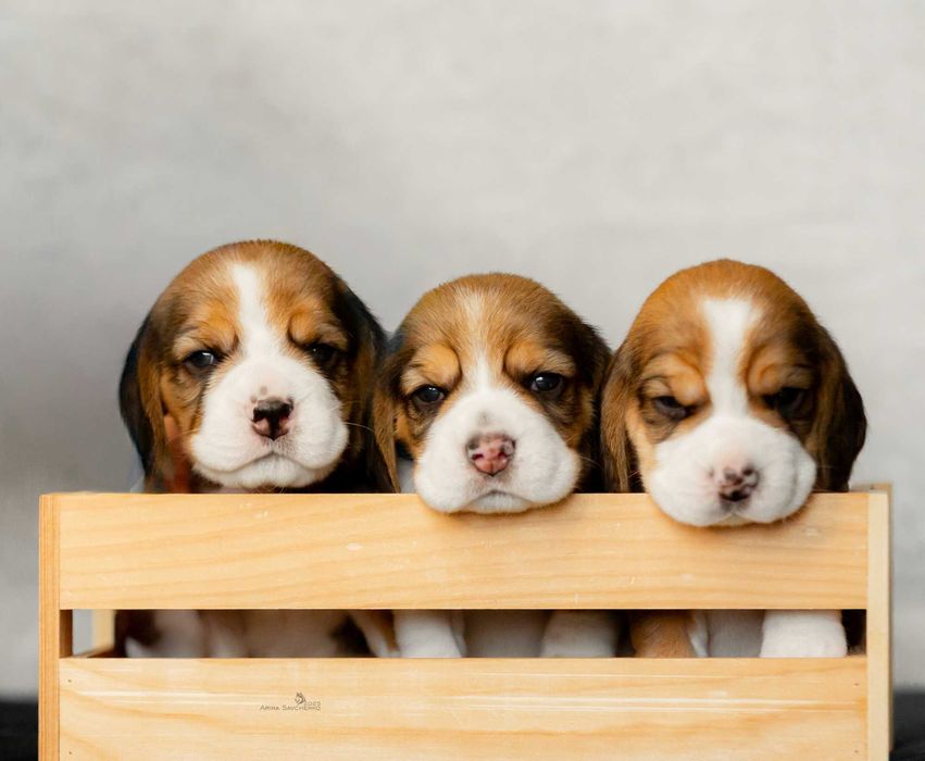 Щенки породы Бигль готовы к брони