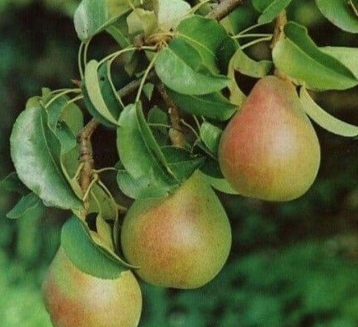 Par (Soiul Decana Comisiei )