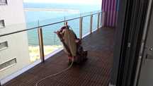 Parchetar Constanta