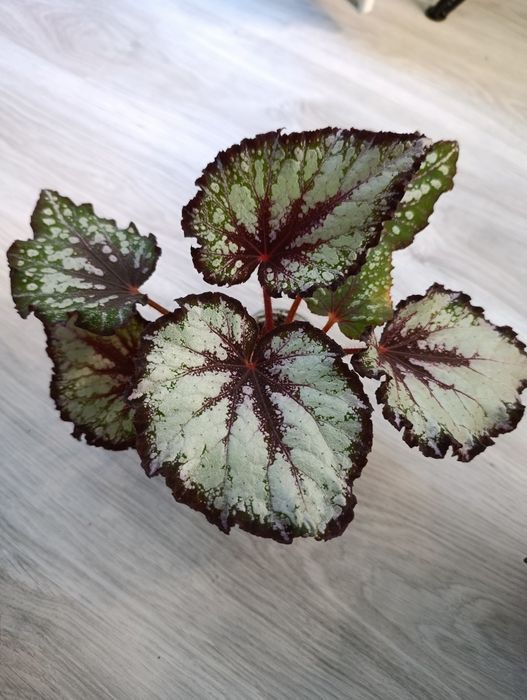 Продам сортовые бегонии