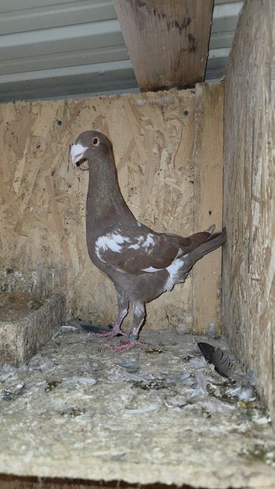 Porumbei Voiajori germani, Americani, Rotati