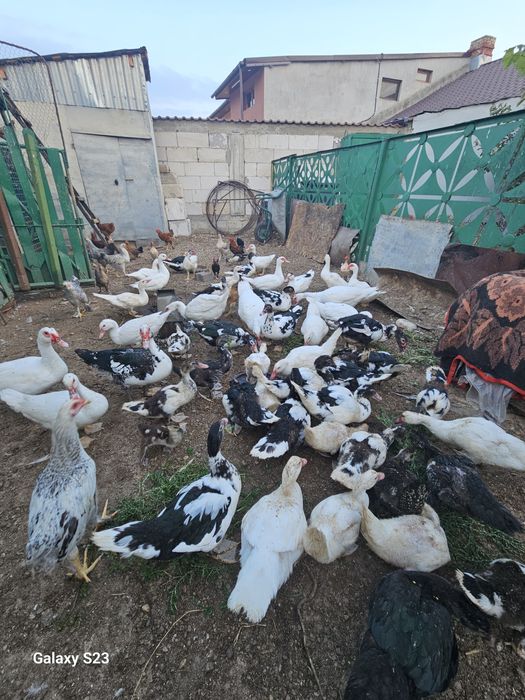 Vand rate lesesti.100 lei bucata