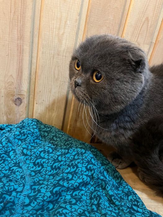 Отдам вислоухого  кота