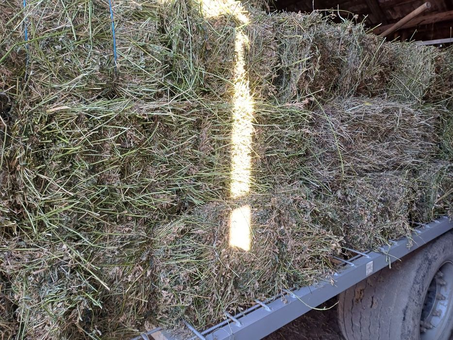Vind balotii de lucernă, otava.
